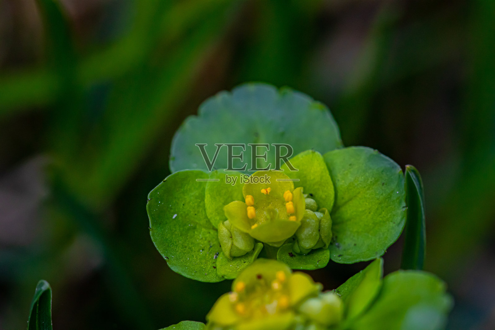 在森林中生长的互叶黄花植物照片摄影图片