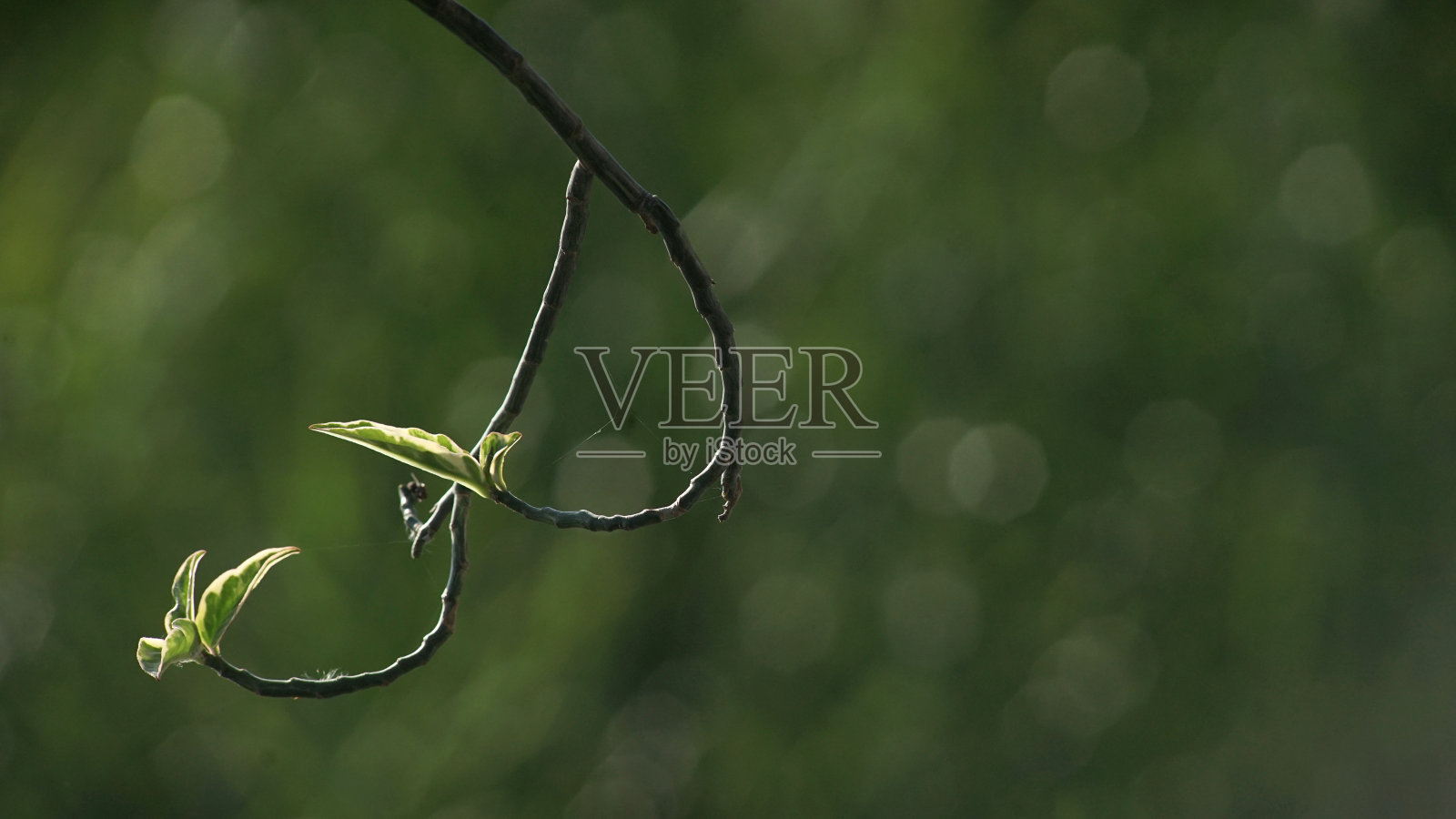 分支在日出时间。背景是暗模糊的领域。开始构思概念照片摄影图片
