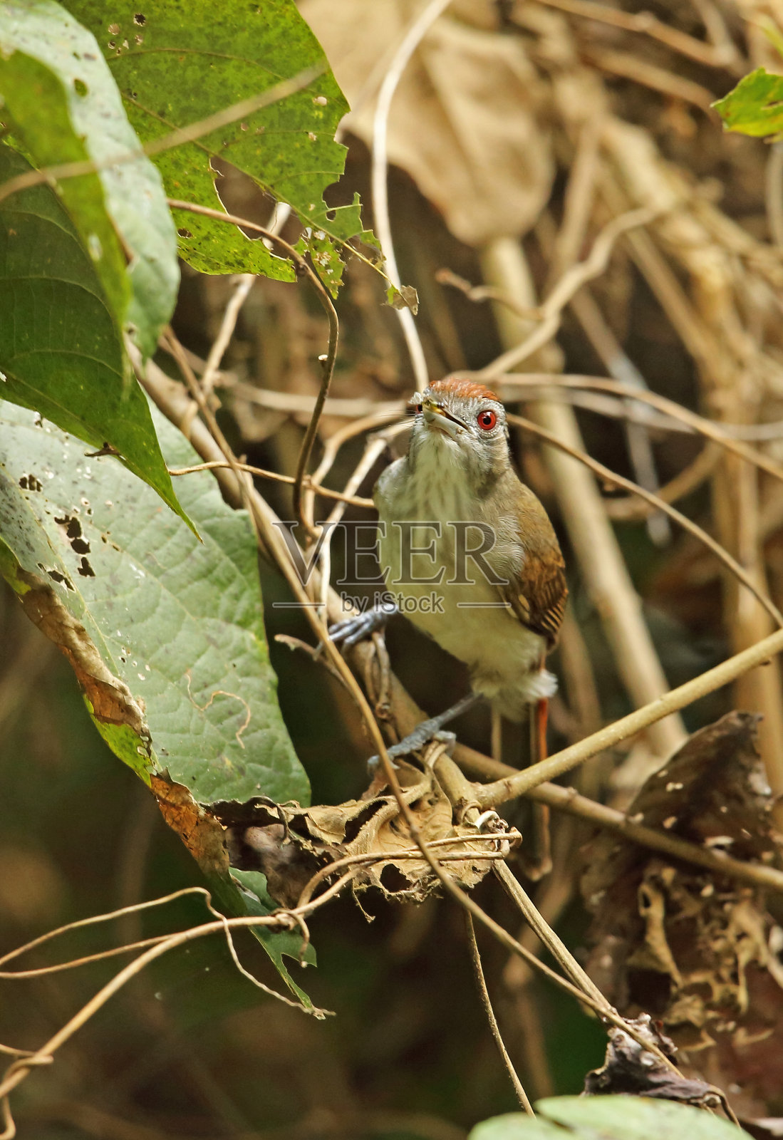 Rufous-crowned胡说之人照片摄影图片