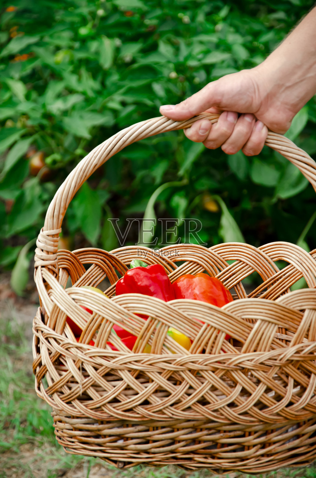 模糊的柴火背景上，男人手里拿着的篮子里放着秋收的辣椒。园艺的概念。照片摄影图片