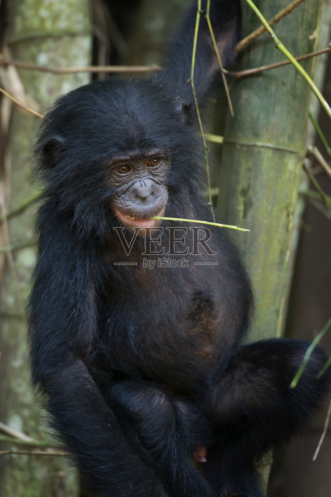 幼年倭黑猩猩的肖像(Pan paniscus)，刚果照片摄影图片