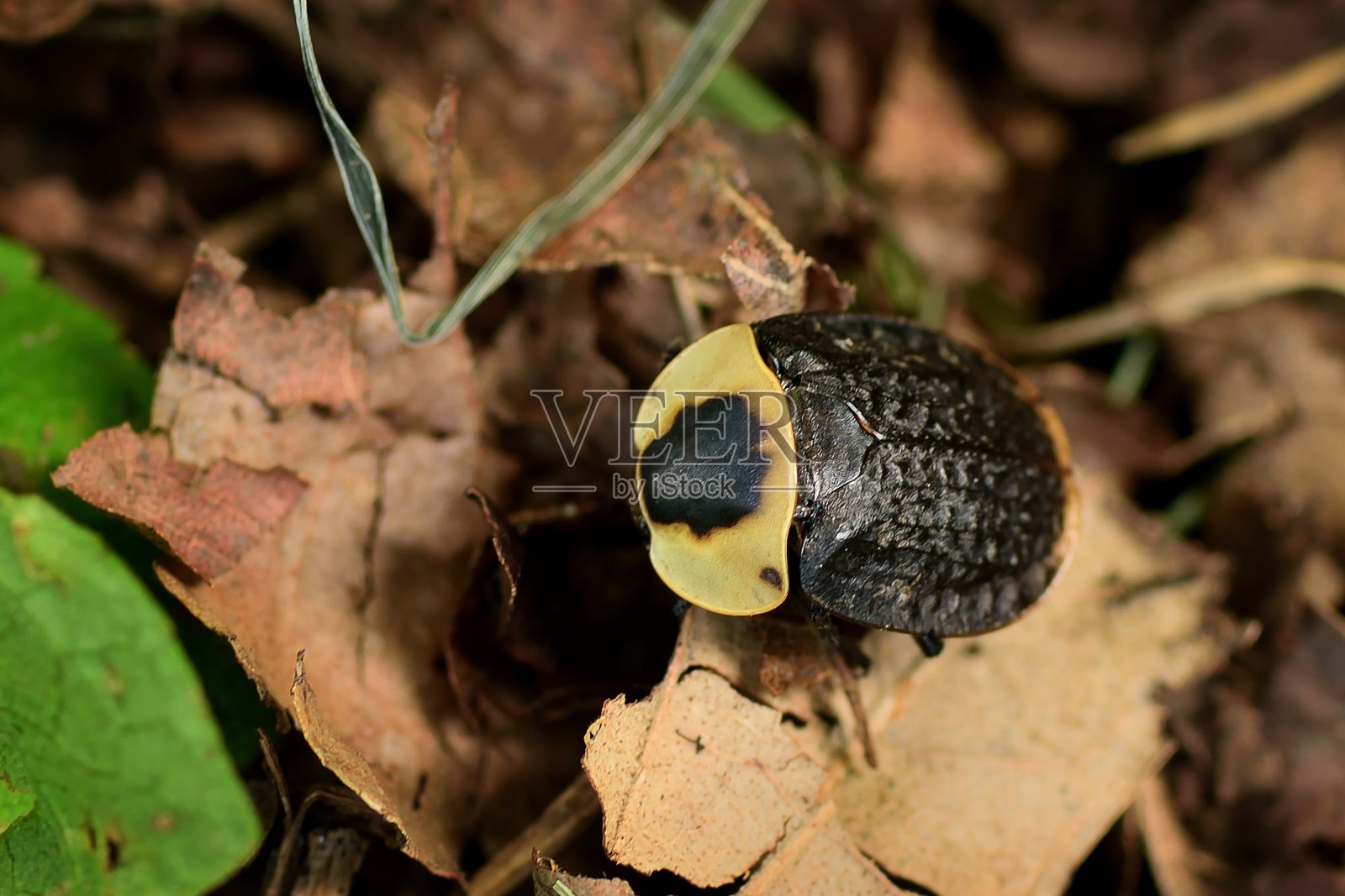 美国的腐尸甲虫照片摄影图片