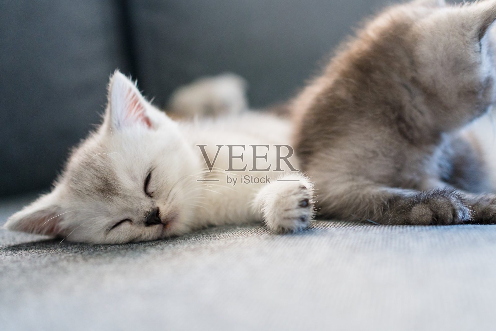 猫在沙发上休息照片摄影图片