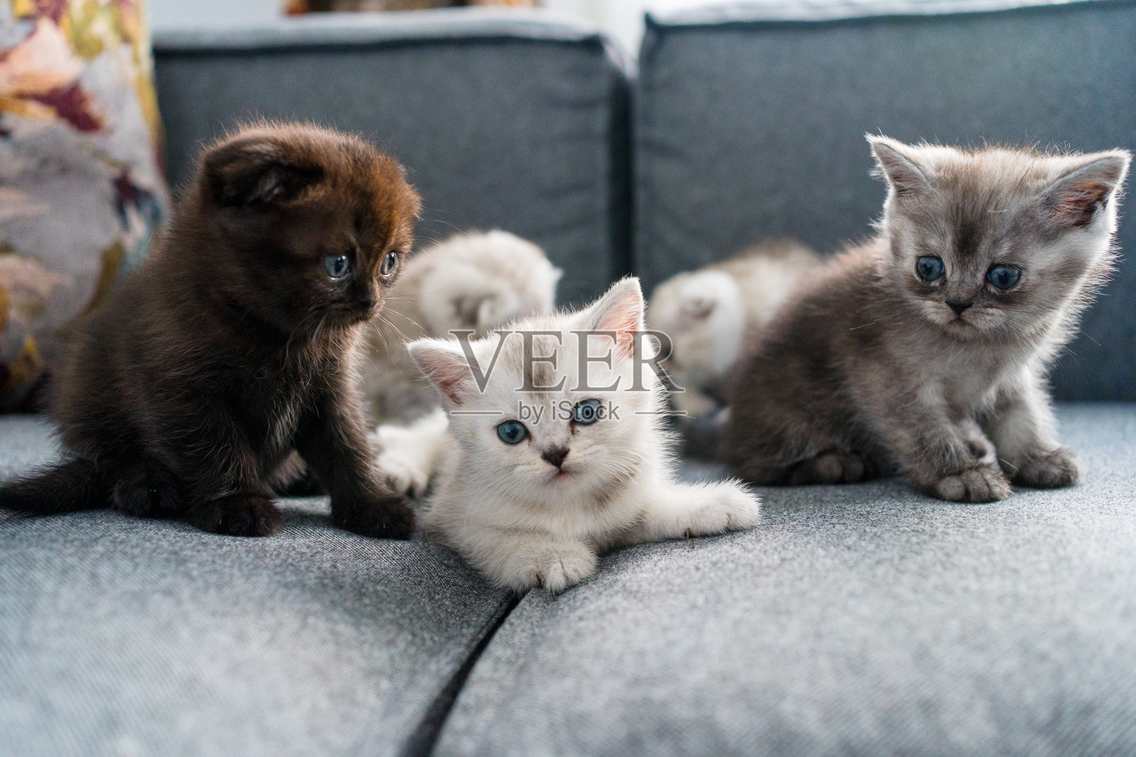 英国短毛猫小猫玩耍照片摄影图片