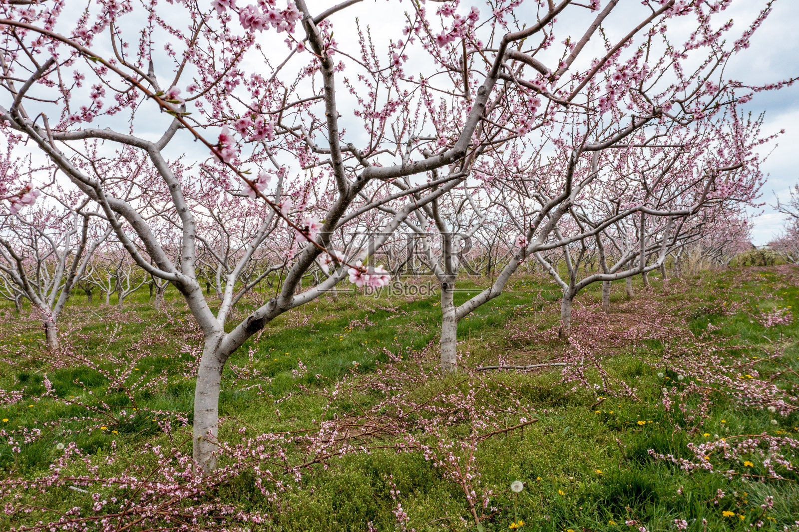 春季在加拿大格里姆斯比尼亚加拉瀑布地区的农场和果园照片摄影图片