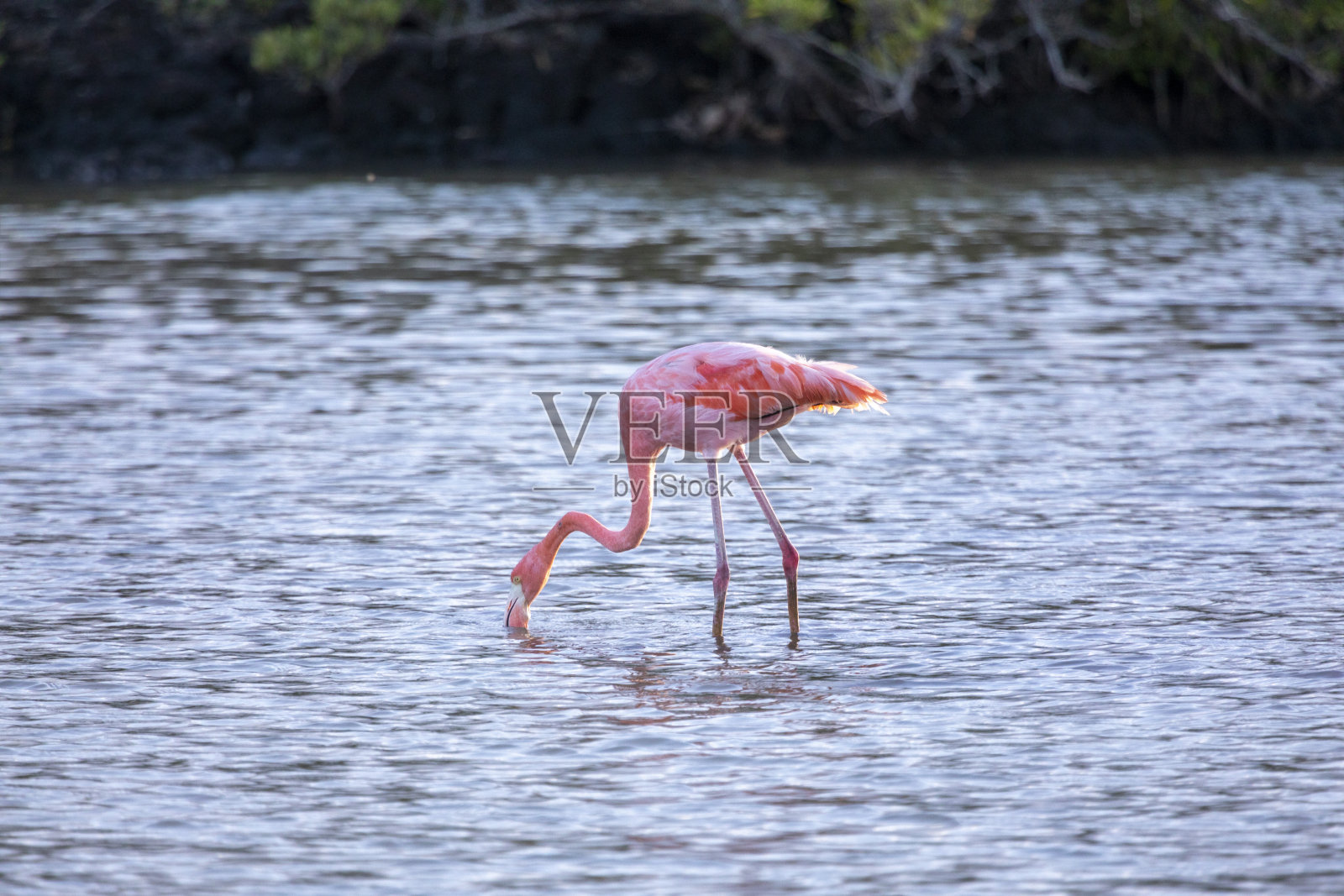 加拉帕戈斯群岛火烈鸟照片摄影图片