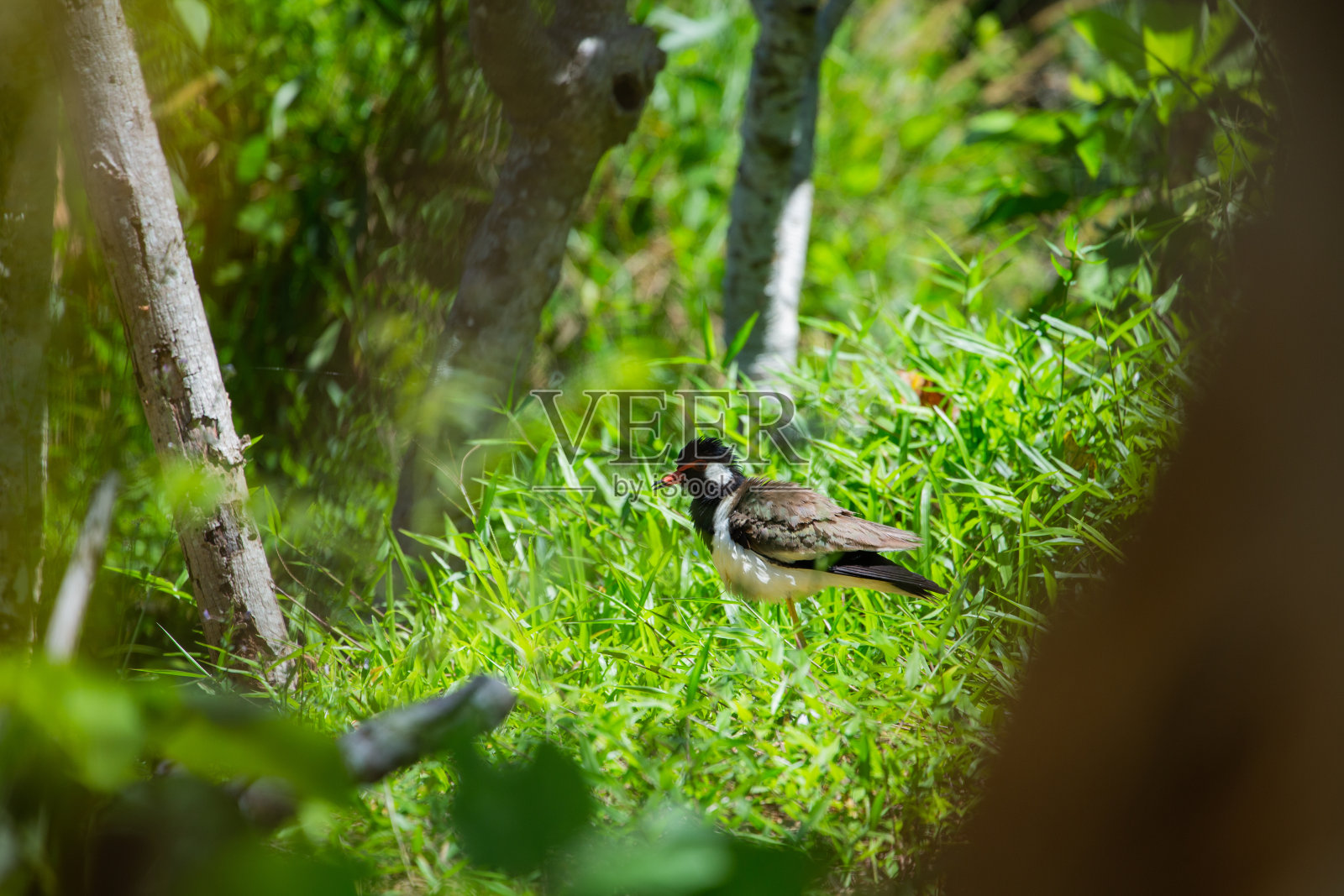 泰国红翅田凫(田凫田凫属)照片摄影图片
