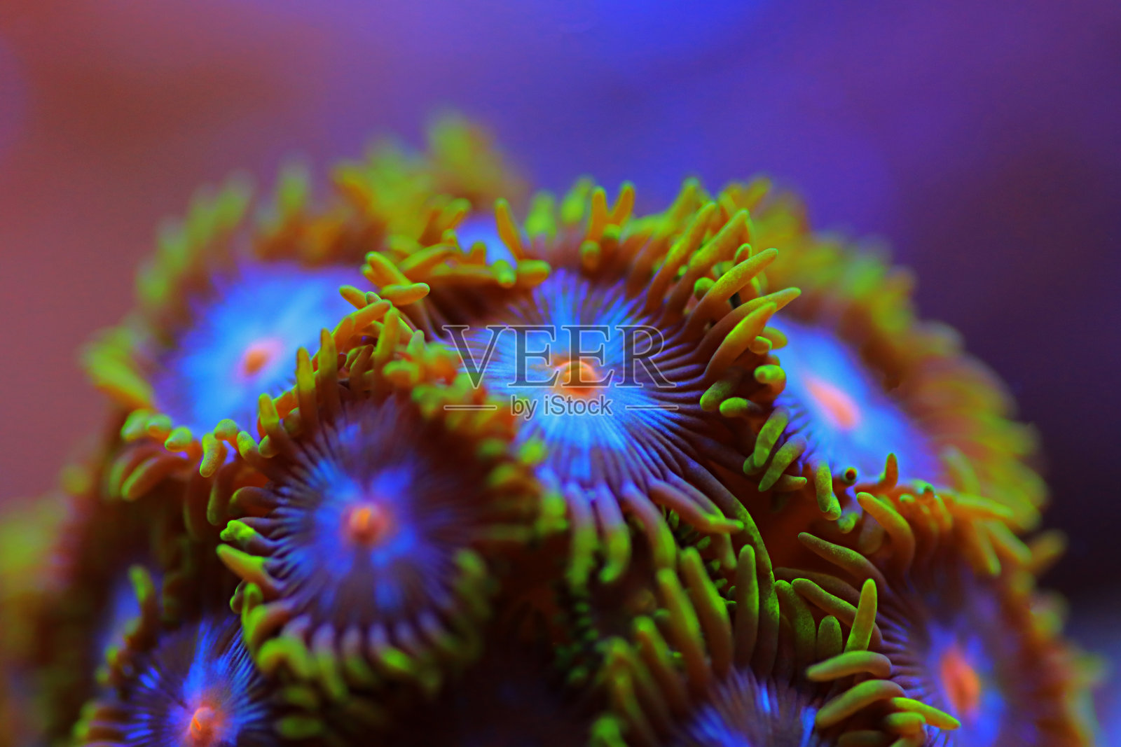 Zoanthid的珊瑚虫群是每个珊瑚礁水族缸的彩色生活装饰照片摄影图片