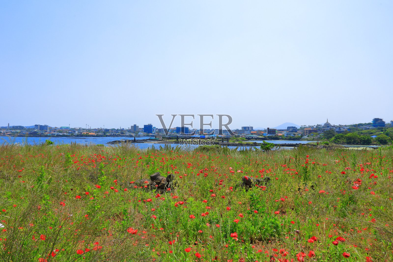 济州岛海岸，海滩，岛屿，棕榈树，罂粟，花，阳伞，海滩，照片摄影图片