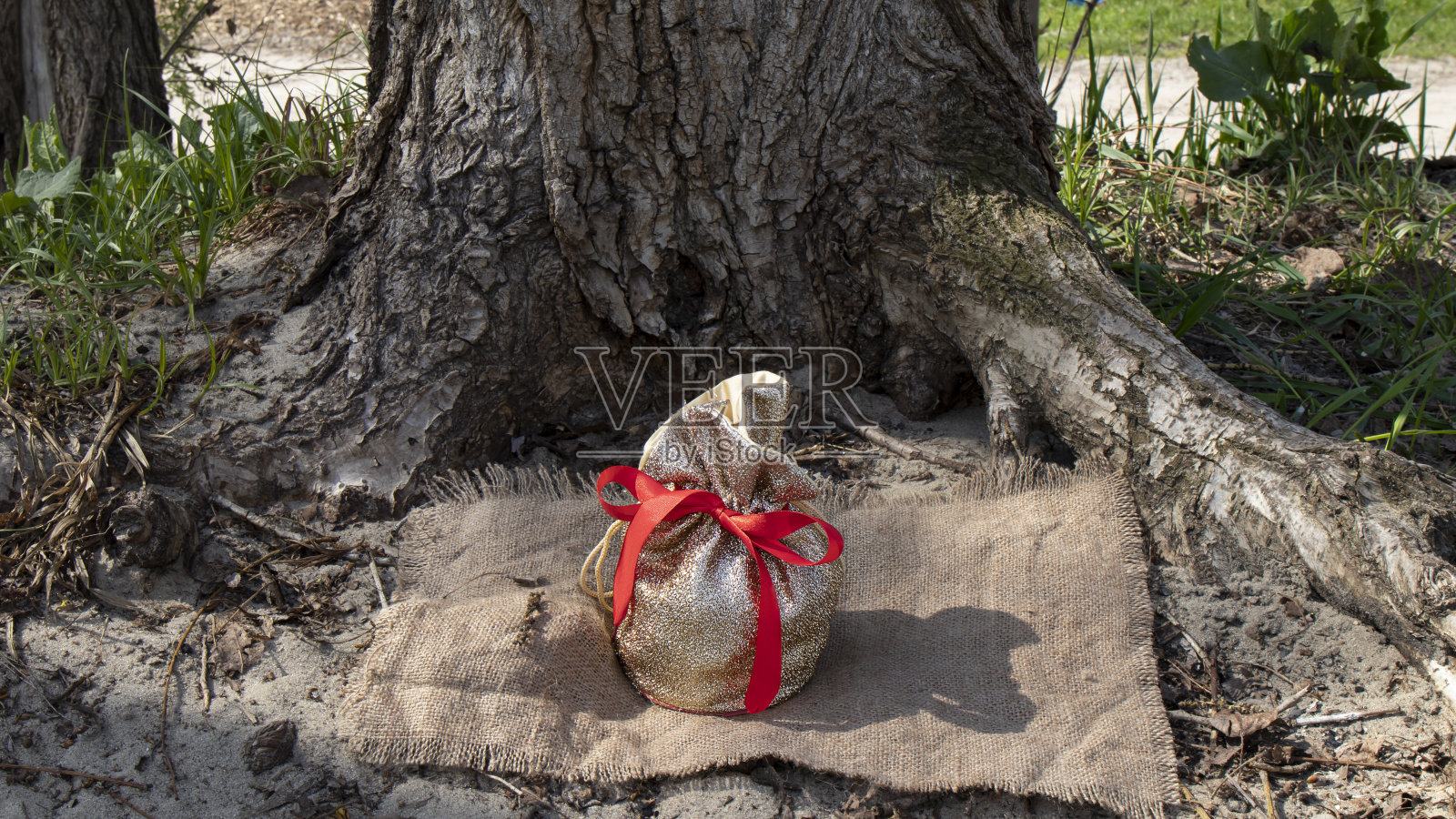 一个用红丝带系着的小金包，立在一块旧亚麻布上，旁边是森林里一棵久经风霜的老树。照片摄影图片