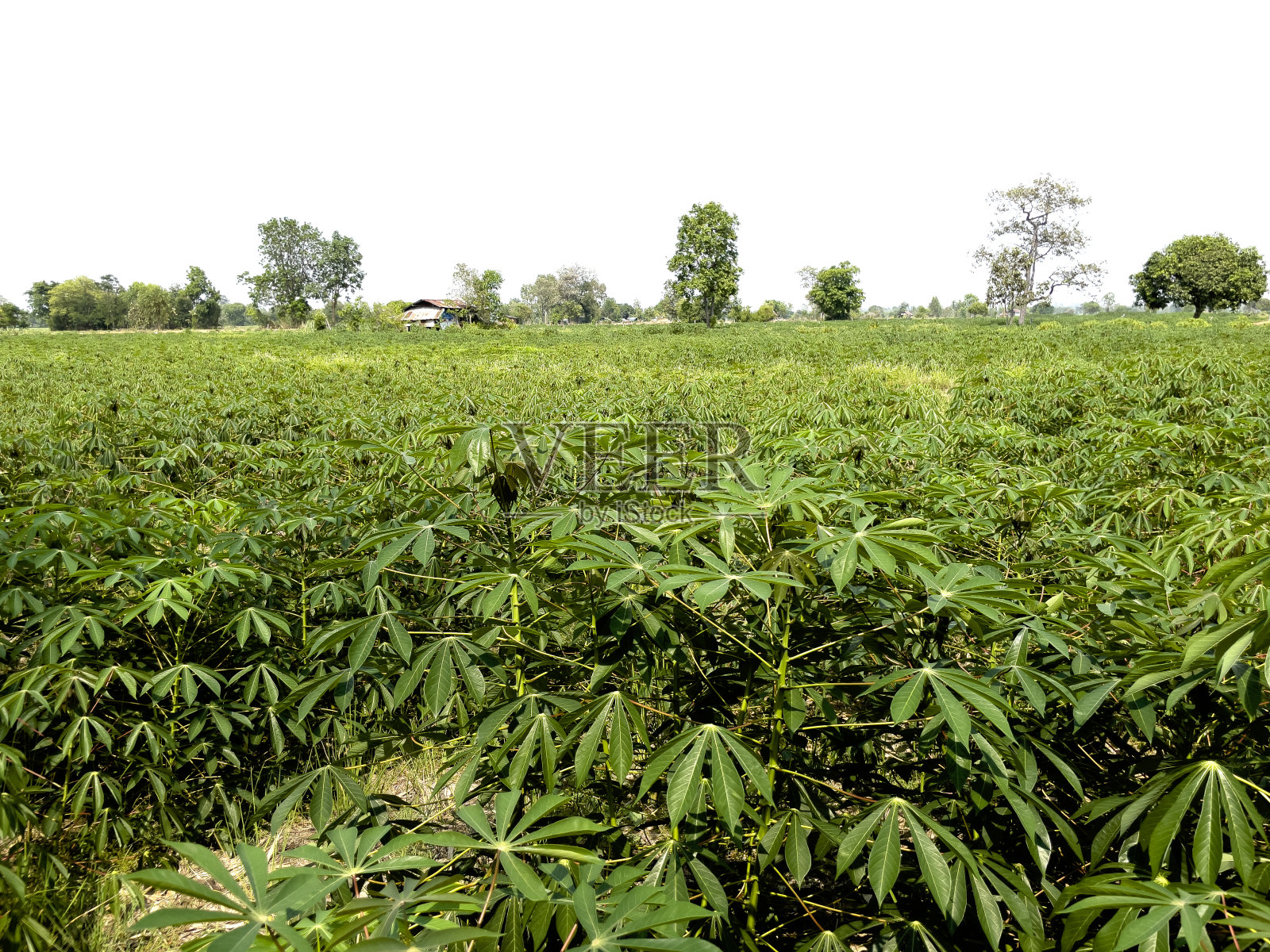 农村木薯字段照片摄影图片