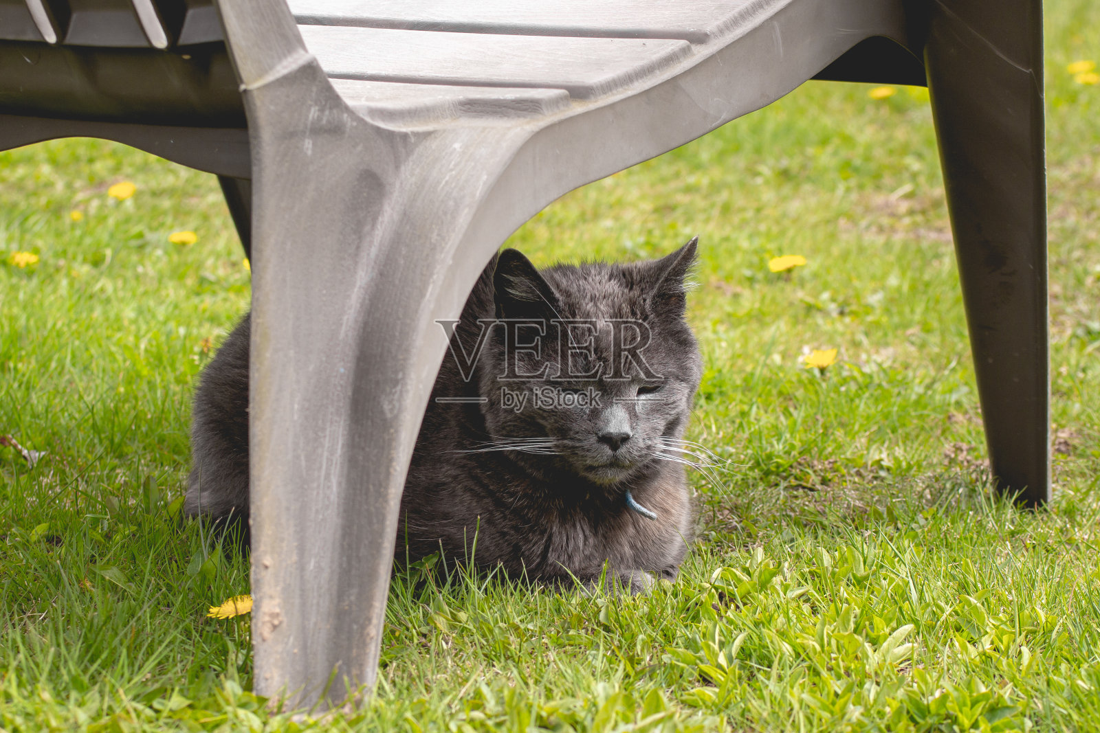 老猫放松照片摄影图片