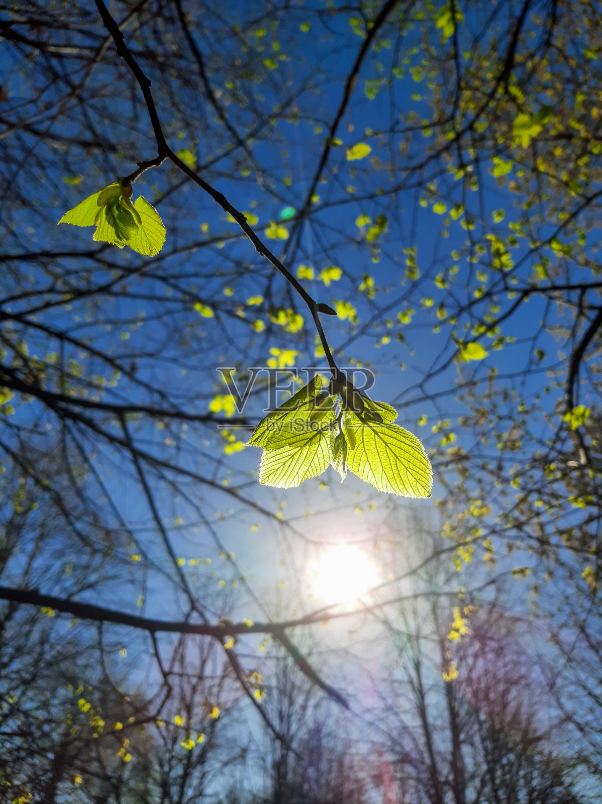 树枝上的嫩叶和灿烂的阳光照片摄影图片