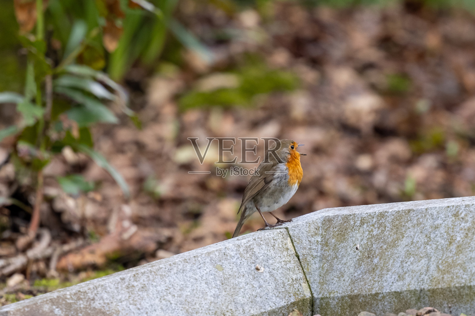 在苏格兰唱歌的知更鸟照片摄影图片