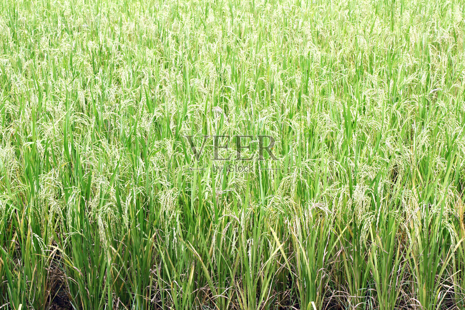 亚洲成熟的稻田。绿色稻田的特写照片摄影图片