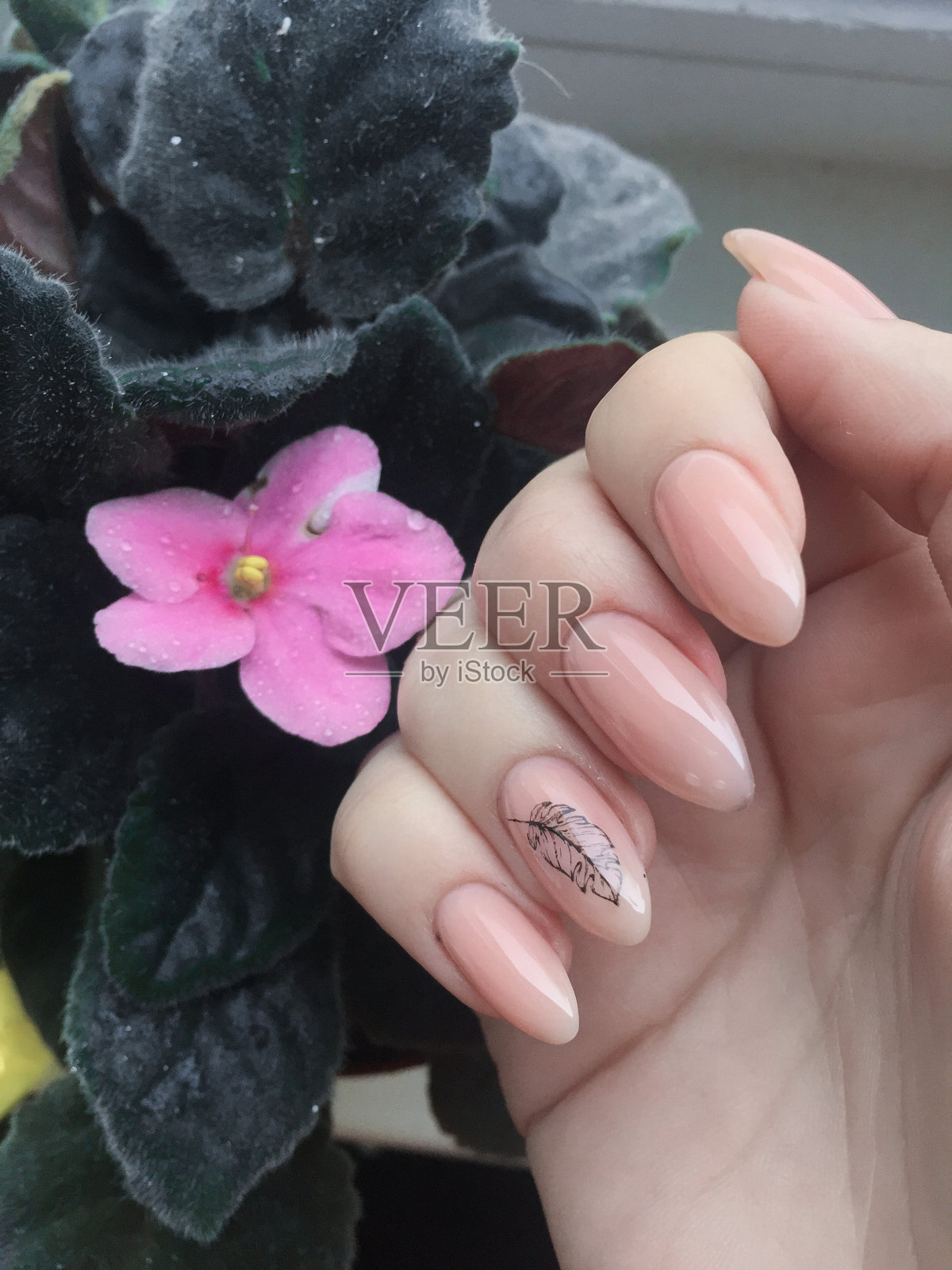 美甲在一个女性的手对紫罗兰的背景。粉红紫罗兰带雨滴照片摄影图片