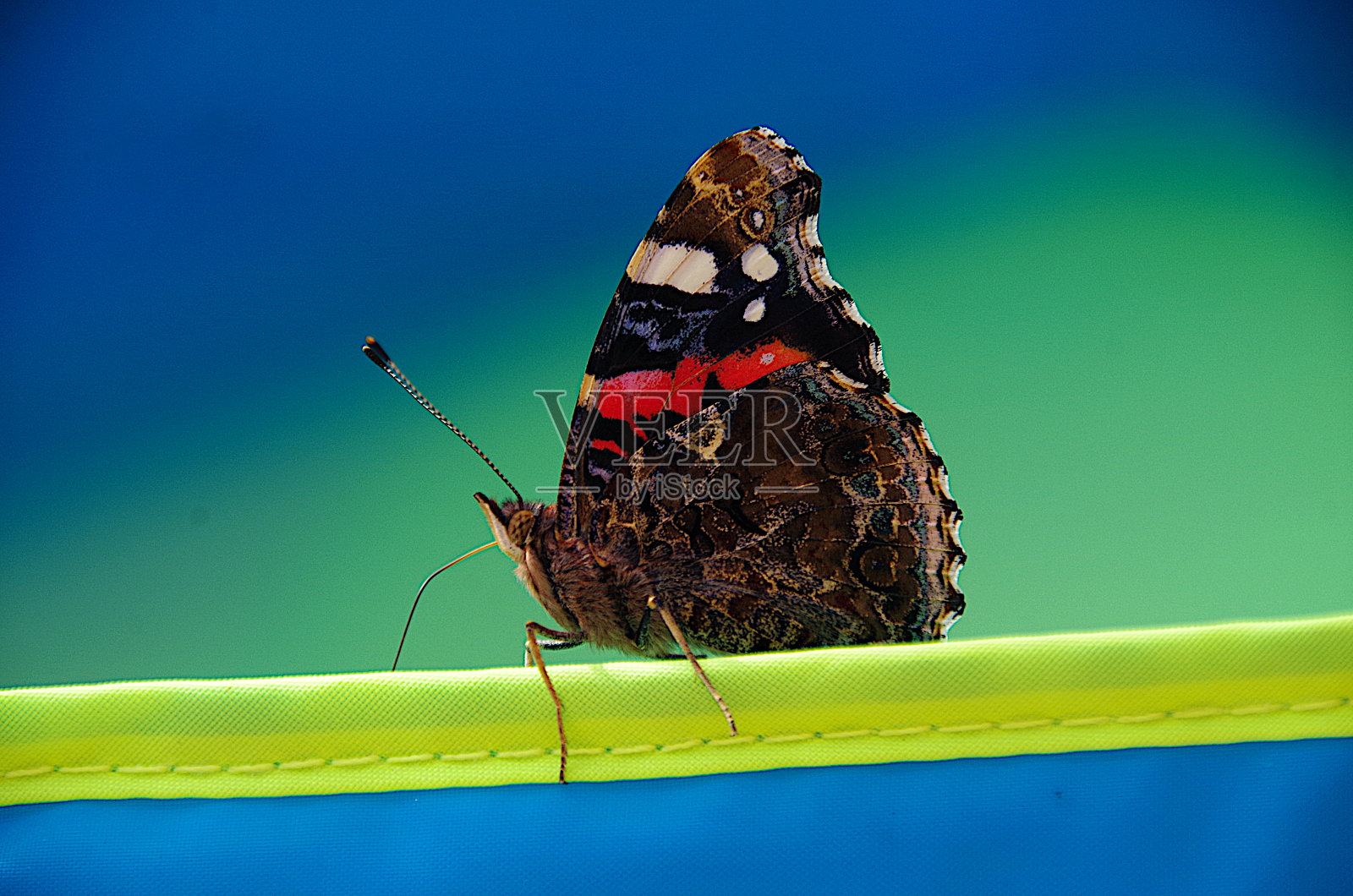 游泳池边的蝴蝶照片摄影图片