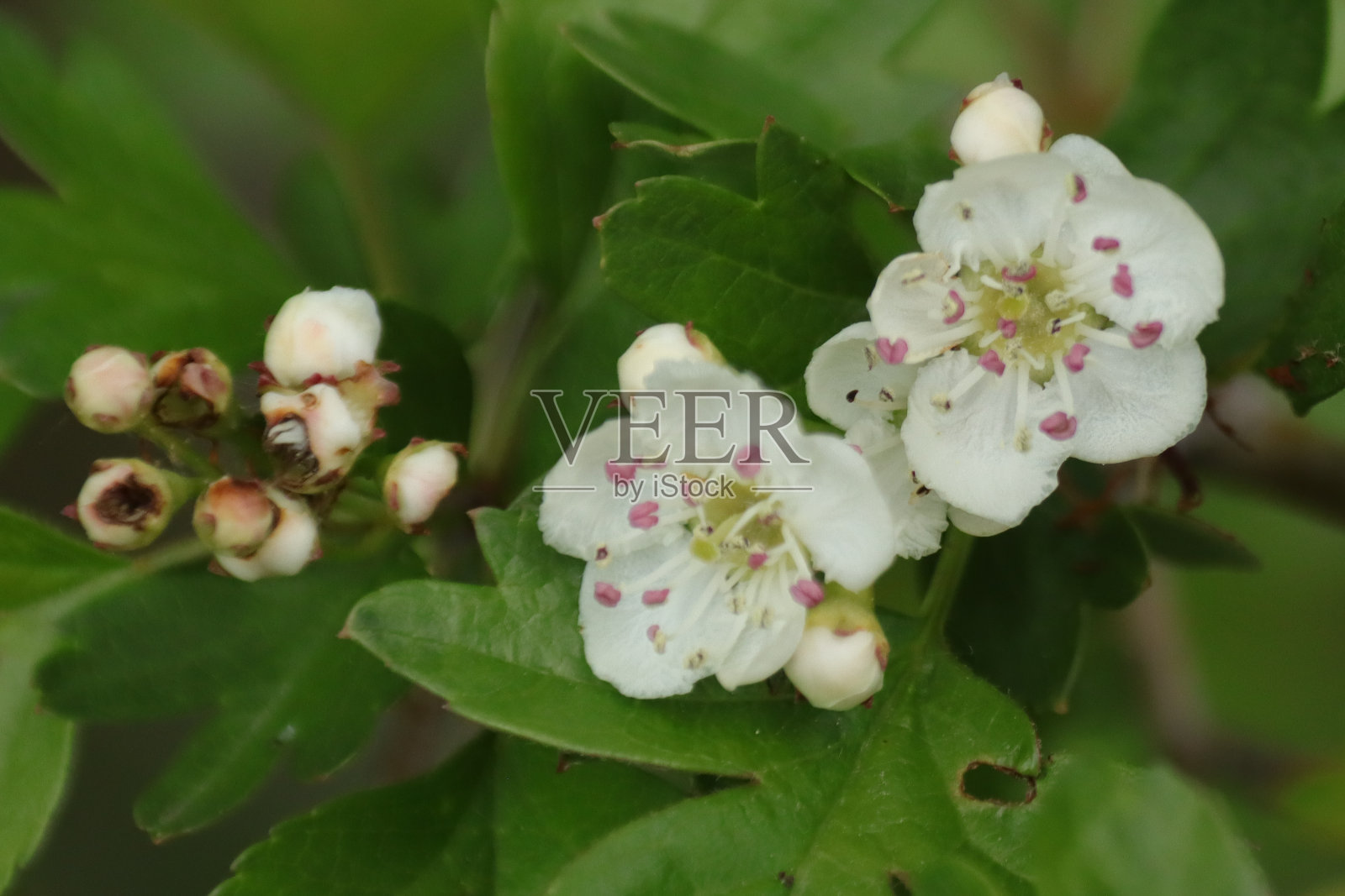 山楂到一种风格(山楂)照片摄影图片