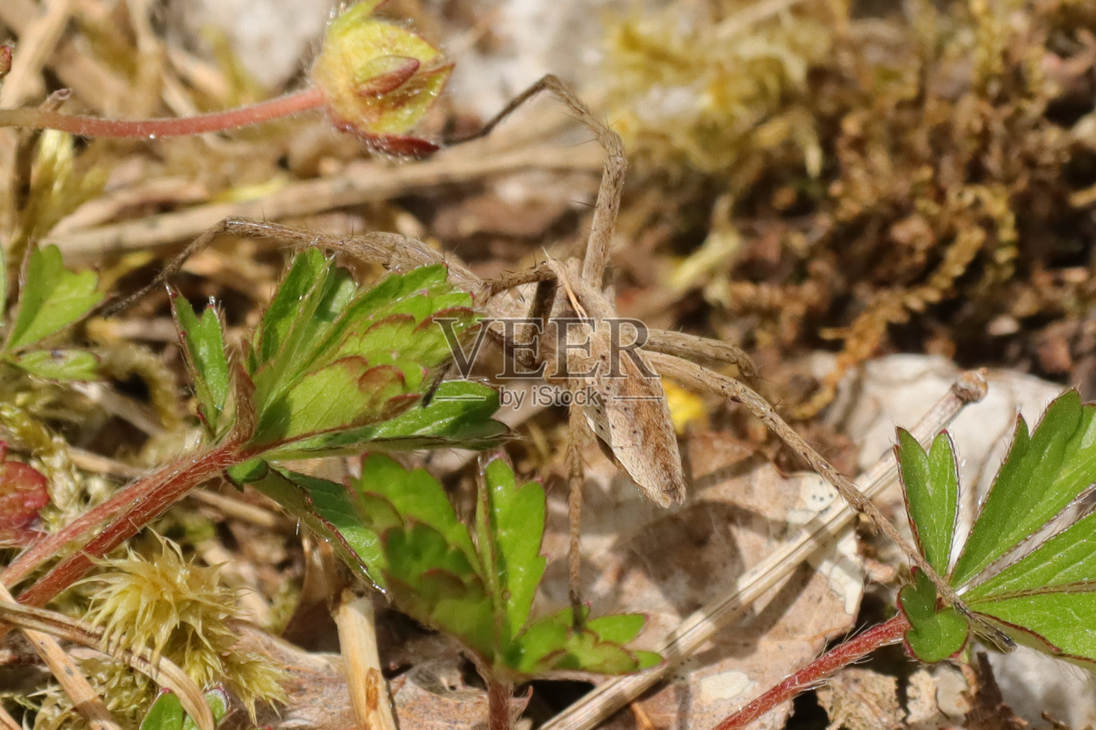 令人钦佩的Pisaura mirabilis照片摄影图片