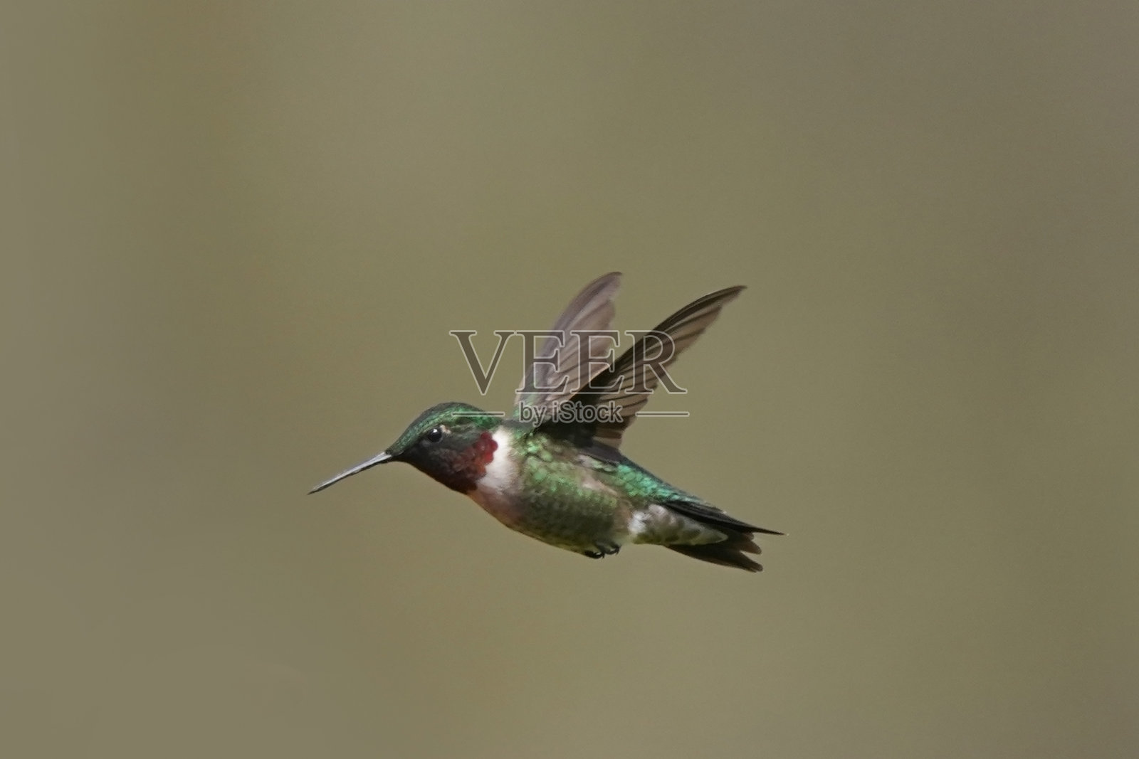 雄性红喉蜂鸟在春天的阳光下盘旋在植物上照片摄影图片