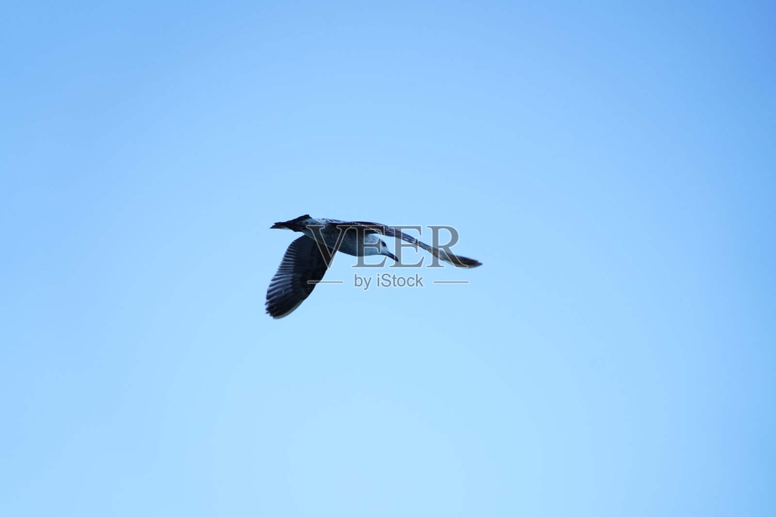 海鸥在蓝天上飞翔照片摄影图片