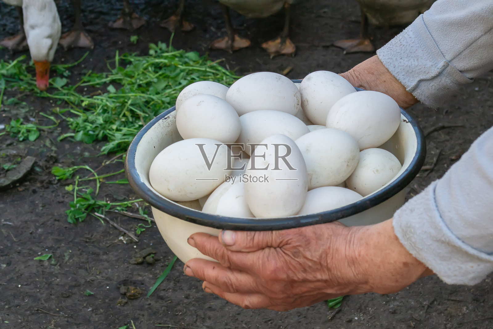 农场里有鹅和鸡，碗里有鸡蛋。有选择性的重点照片摄影图片