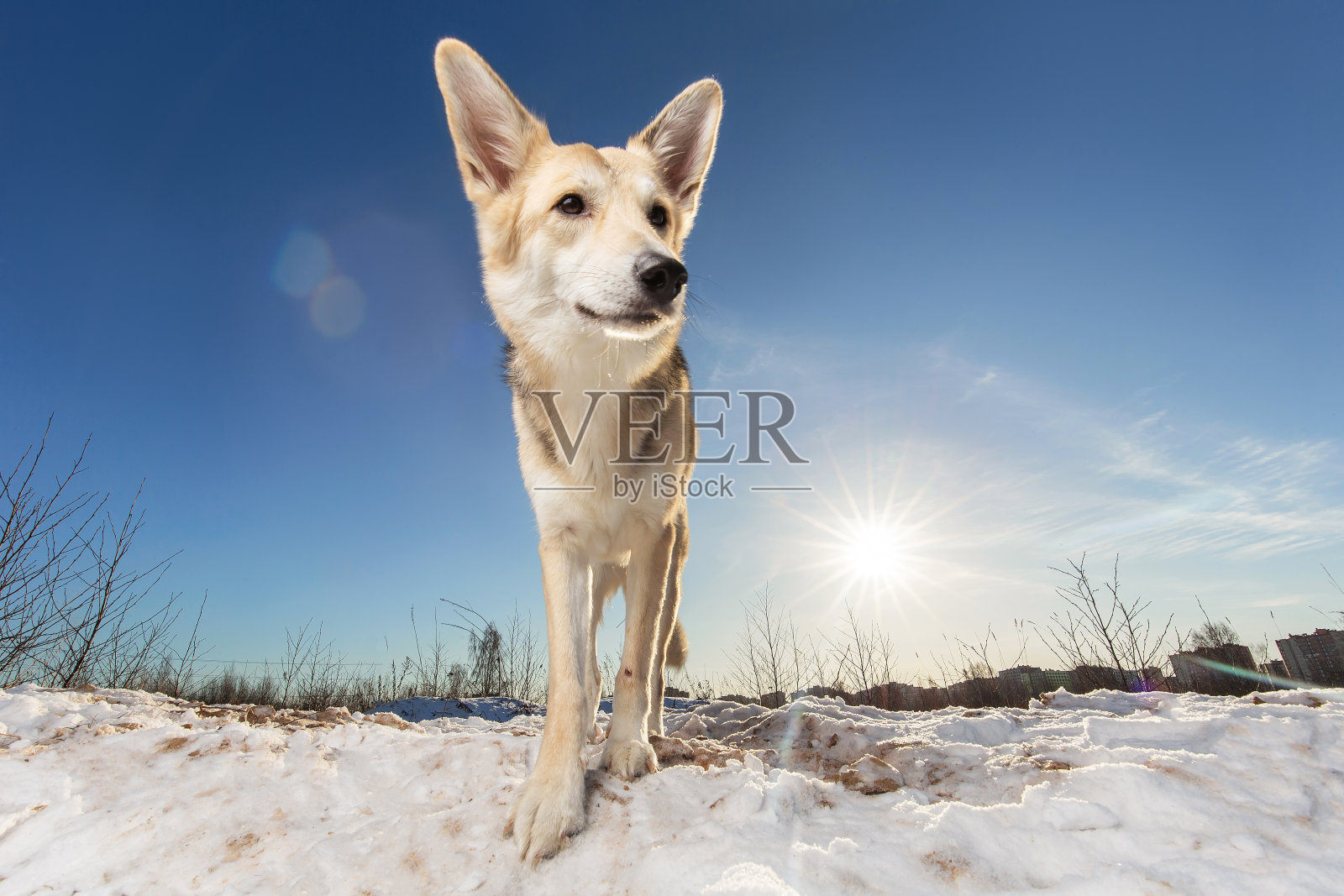 强壮健康的杂种狗肖像在冬季森林照片摄影图片