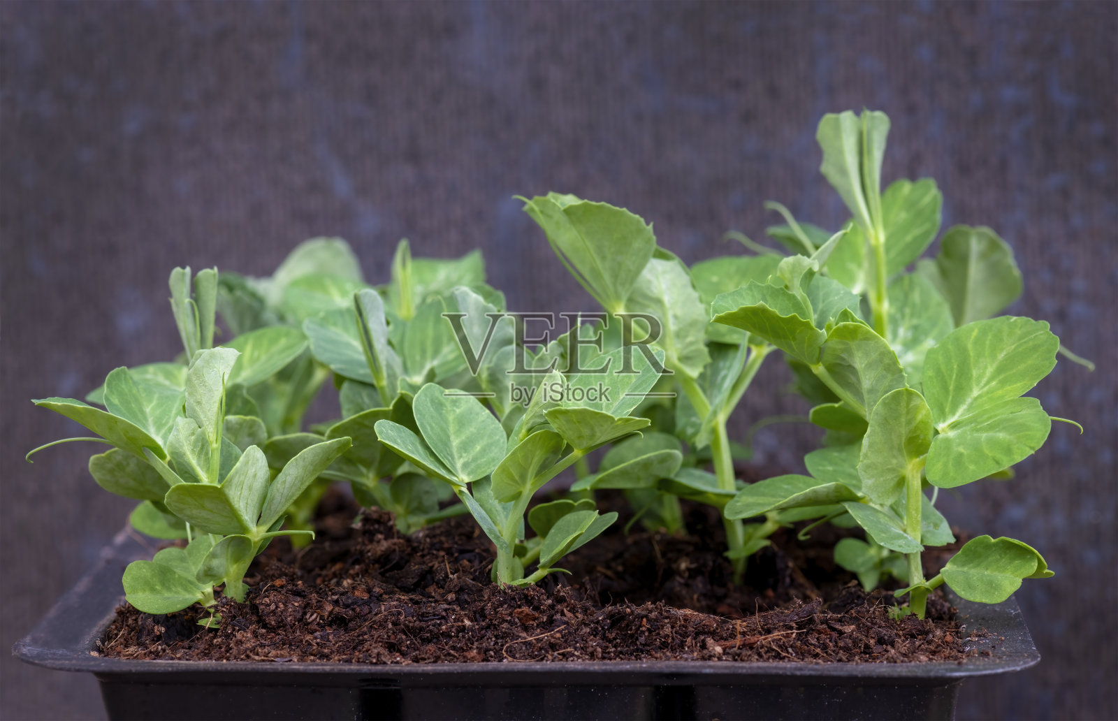 小豌豆苗照片摄影图片