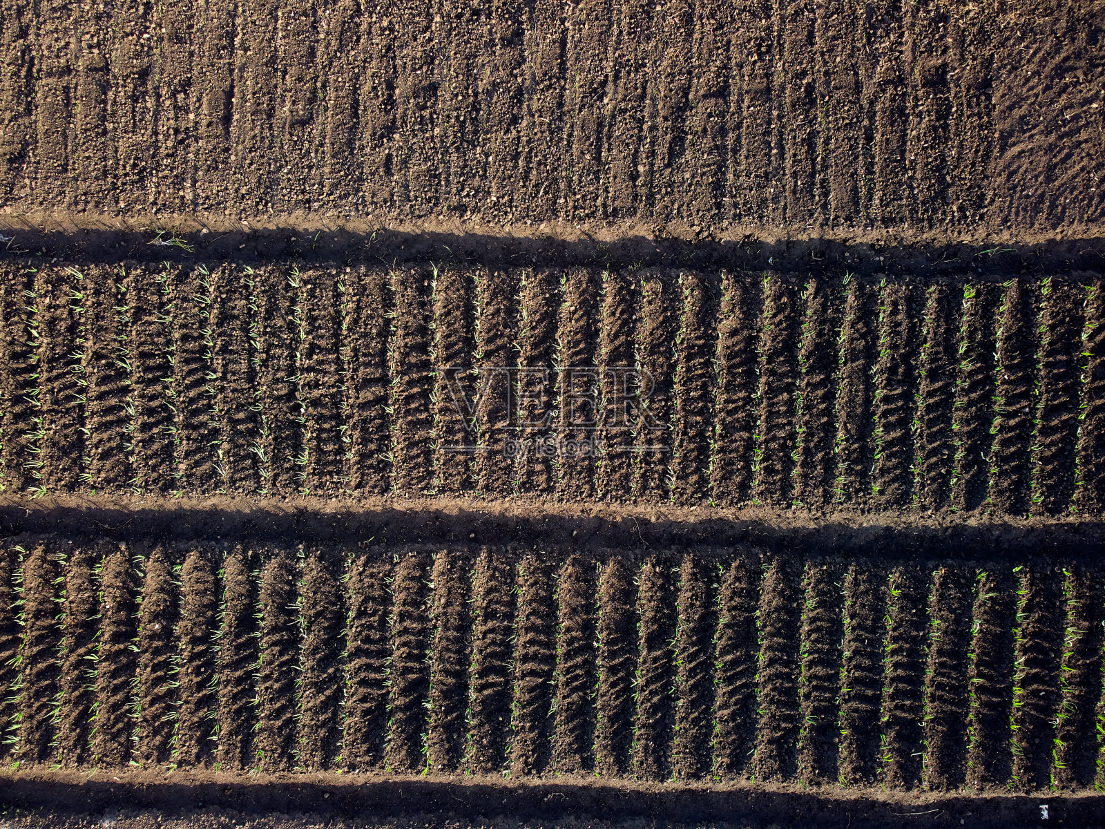 在早春时节，村里的菜园里，从地面鸟瞰图上可以看到嫩绿的嫩芽照片摄影图片