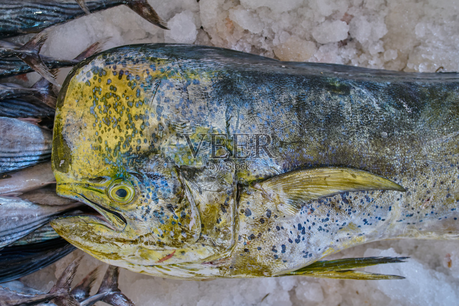 新鲜的鱼堆放在一个冰盒里照片摄影图片