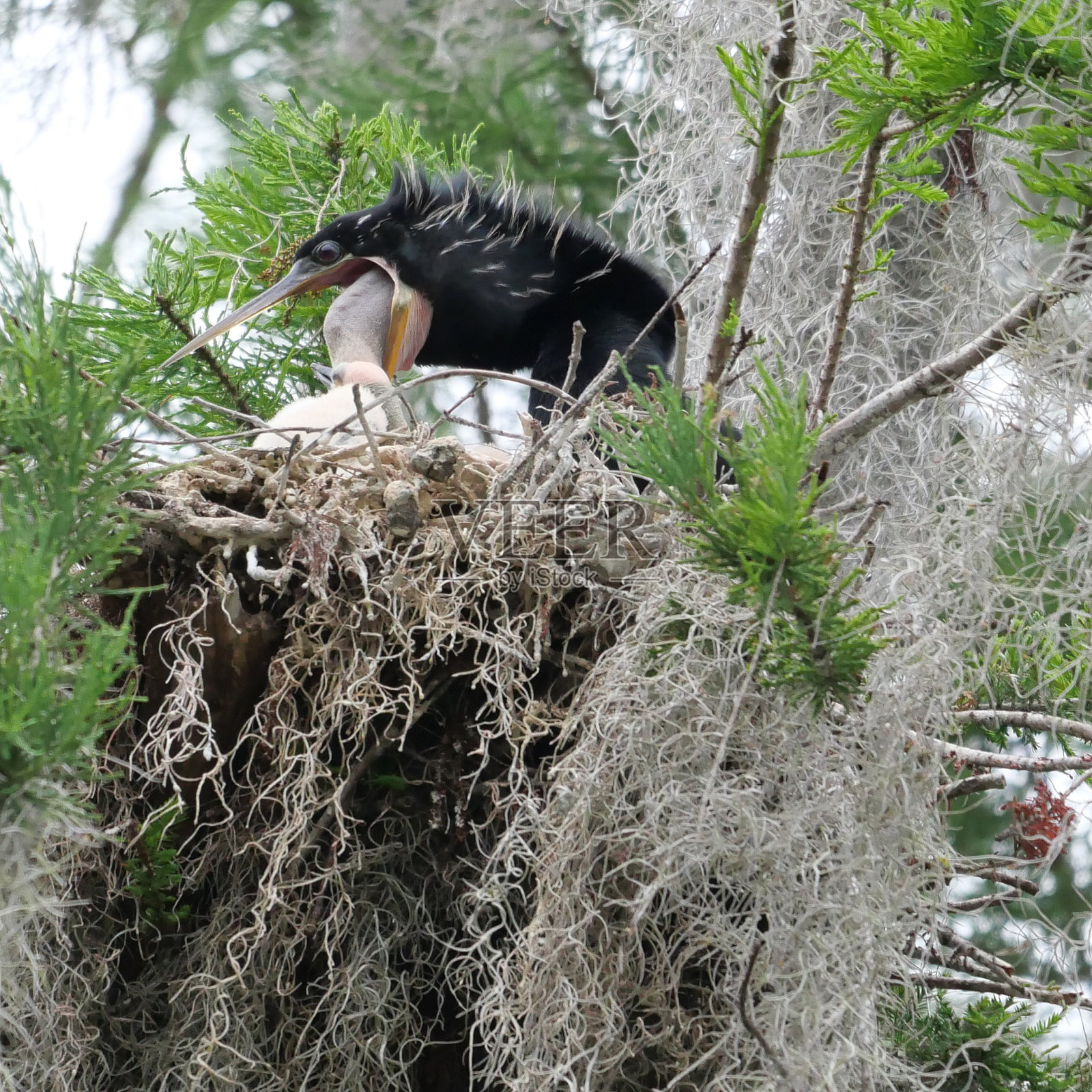 美洲蛇鸟喂养婴儿照片摄影图片