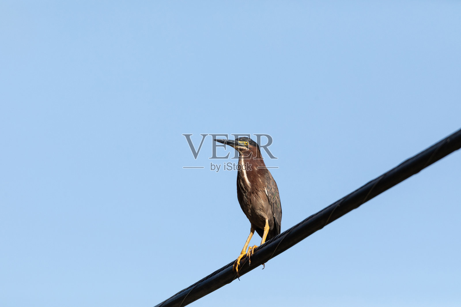 成年绿鹭照片摄影图片