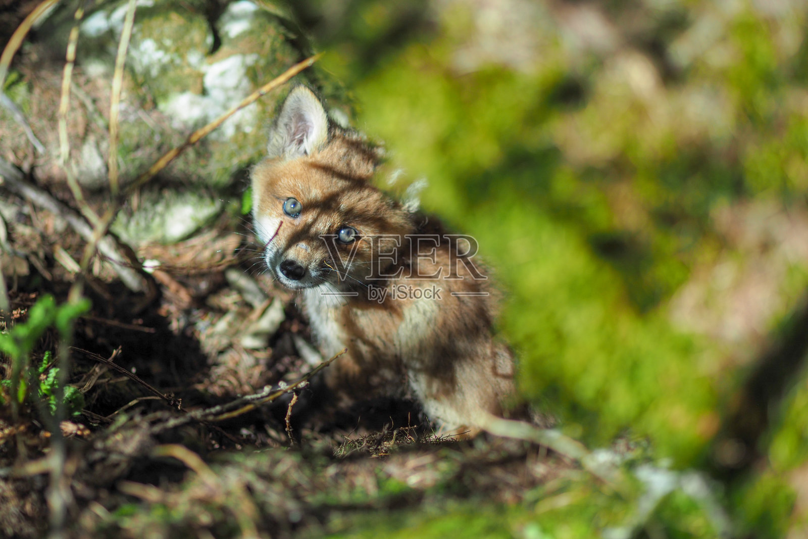 森林里的野生小红狐照片摄影图片