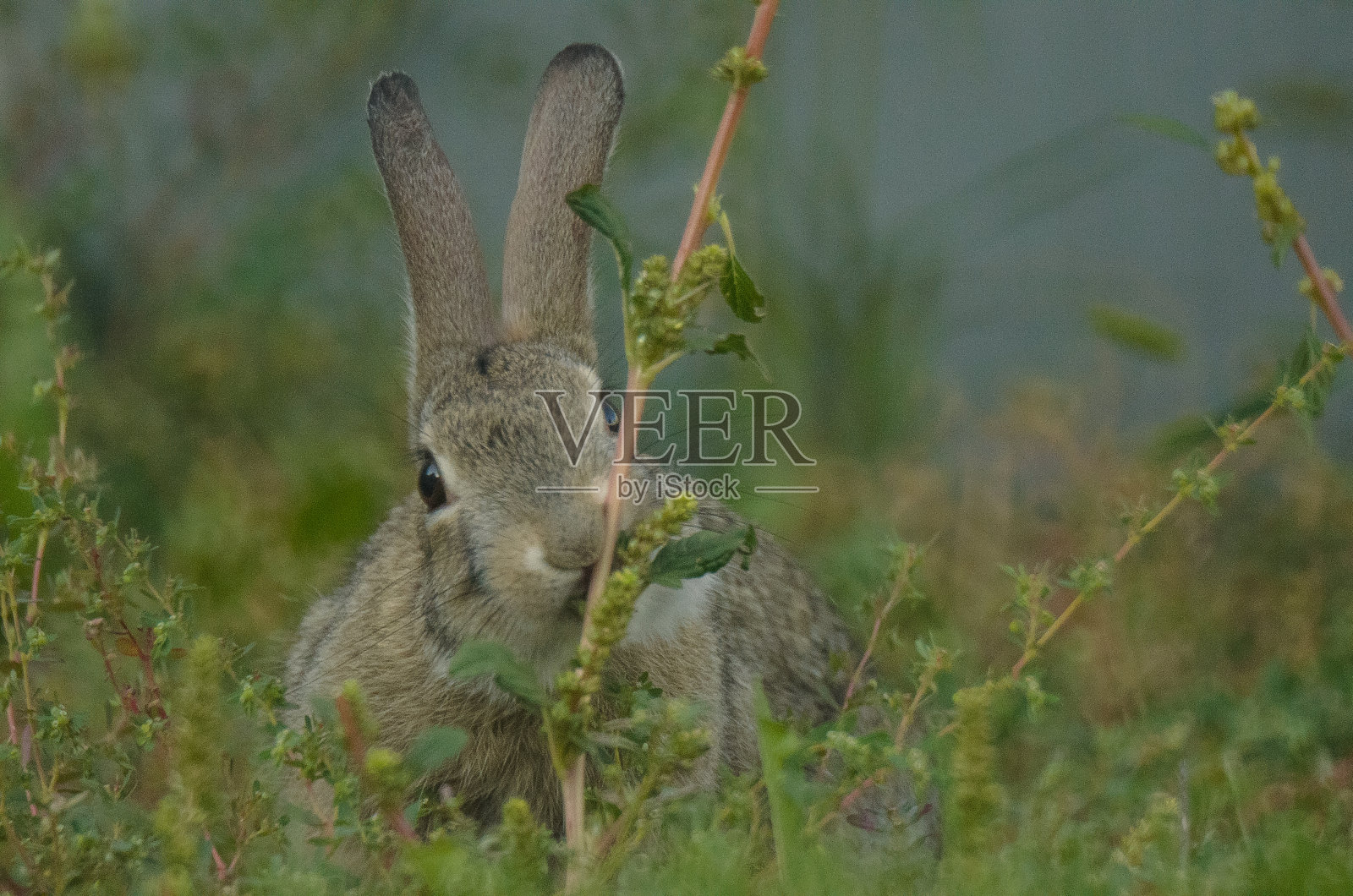 一只兔子在啃一棵高大的杂草。照片摄影图片