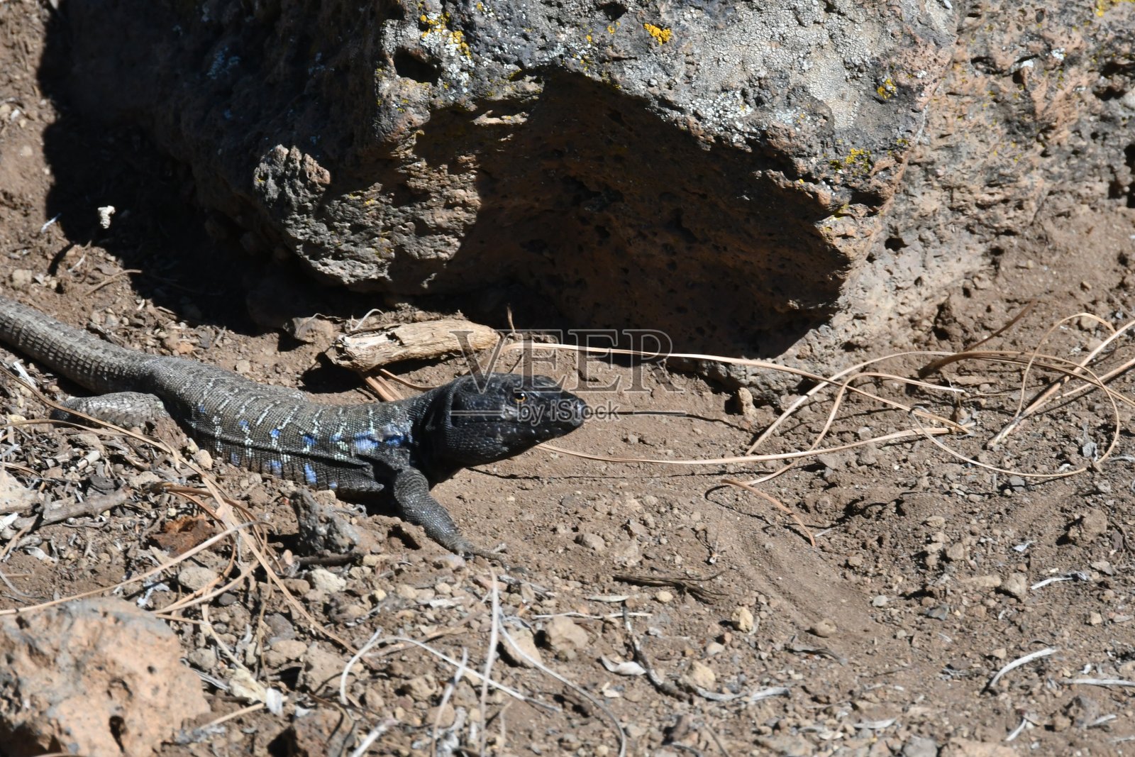 蜥蜴照片摄影图片