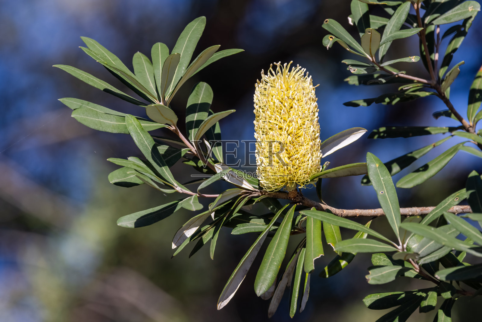 海岸拔克西木属照片摄影图片