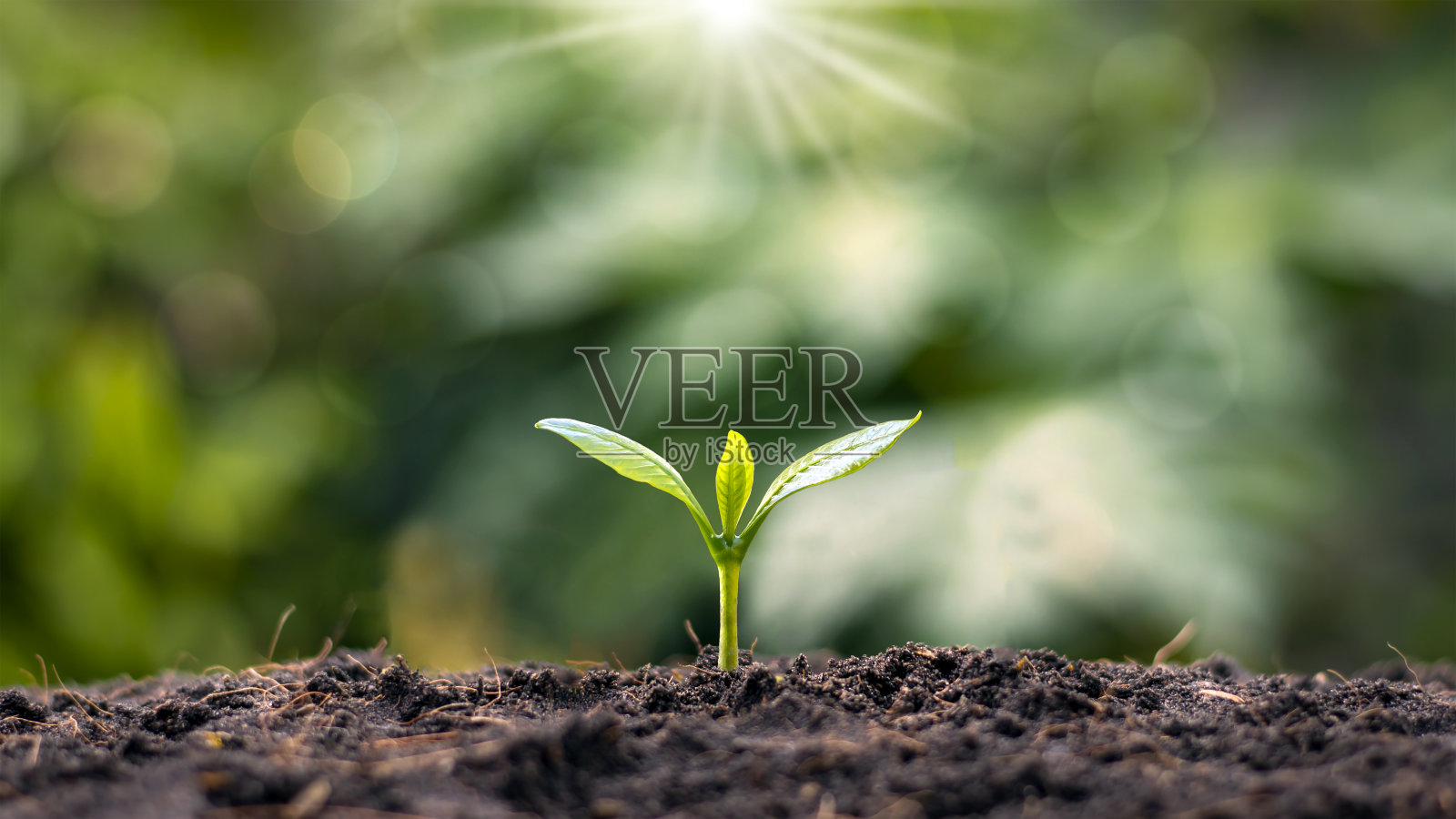 小乔木有绿叶，自然生长，有阳光，农业理念，植物可持续生长。照片摄影图片