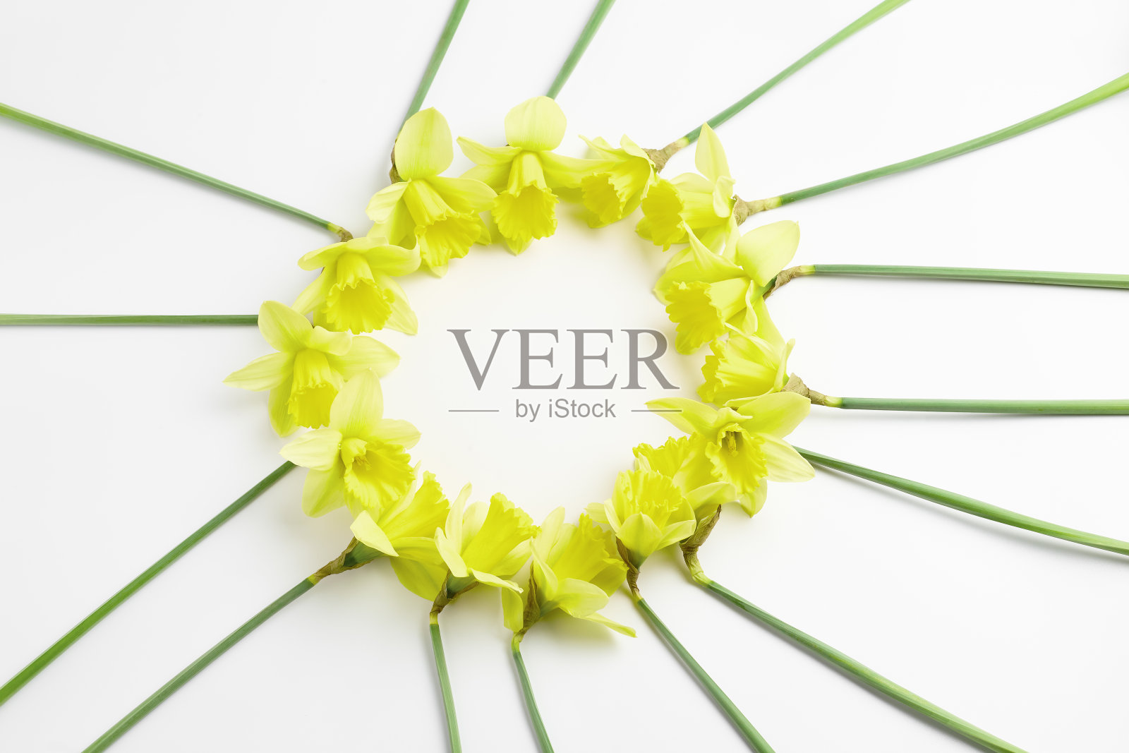 花春的概念。节日的圆形框架春天新鲜的柠檬黄色水仙花在白色的背景。简单平躺，复活节明信片，文字的地方照片摄影图片
