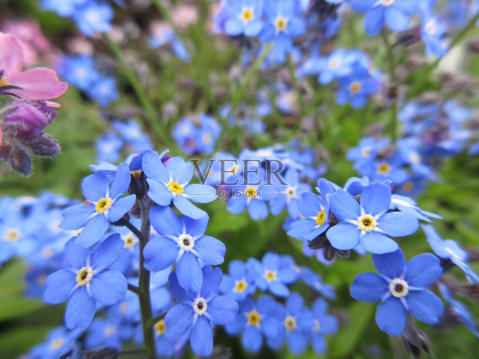 明亮甜蜜漂亮蓝色勿忘我花春天2021年4月照片摄影图片