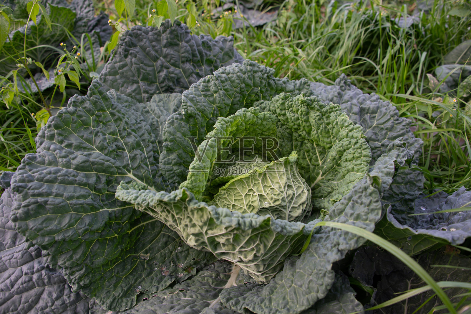 意大利特伦蒂诺加尔达湖岸边托博勒的西兰花照片摄影图片