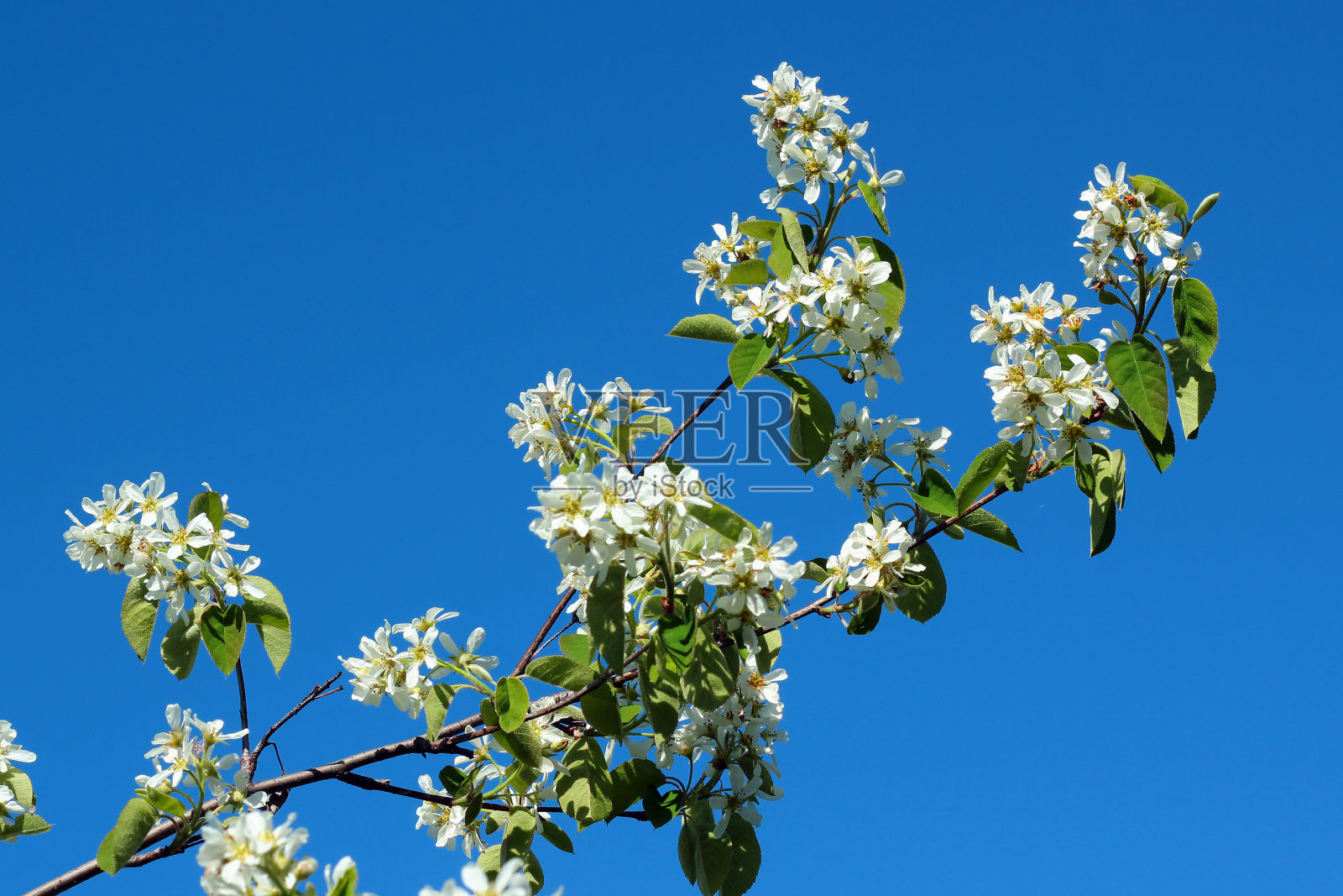 雪梅或美兰琪在春天开花照片摄影图片