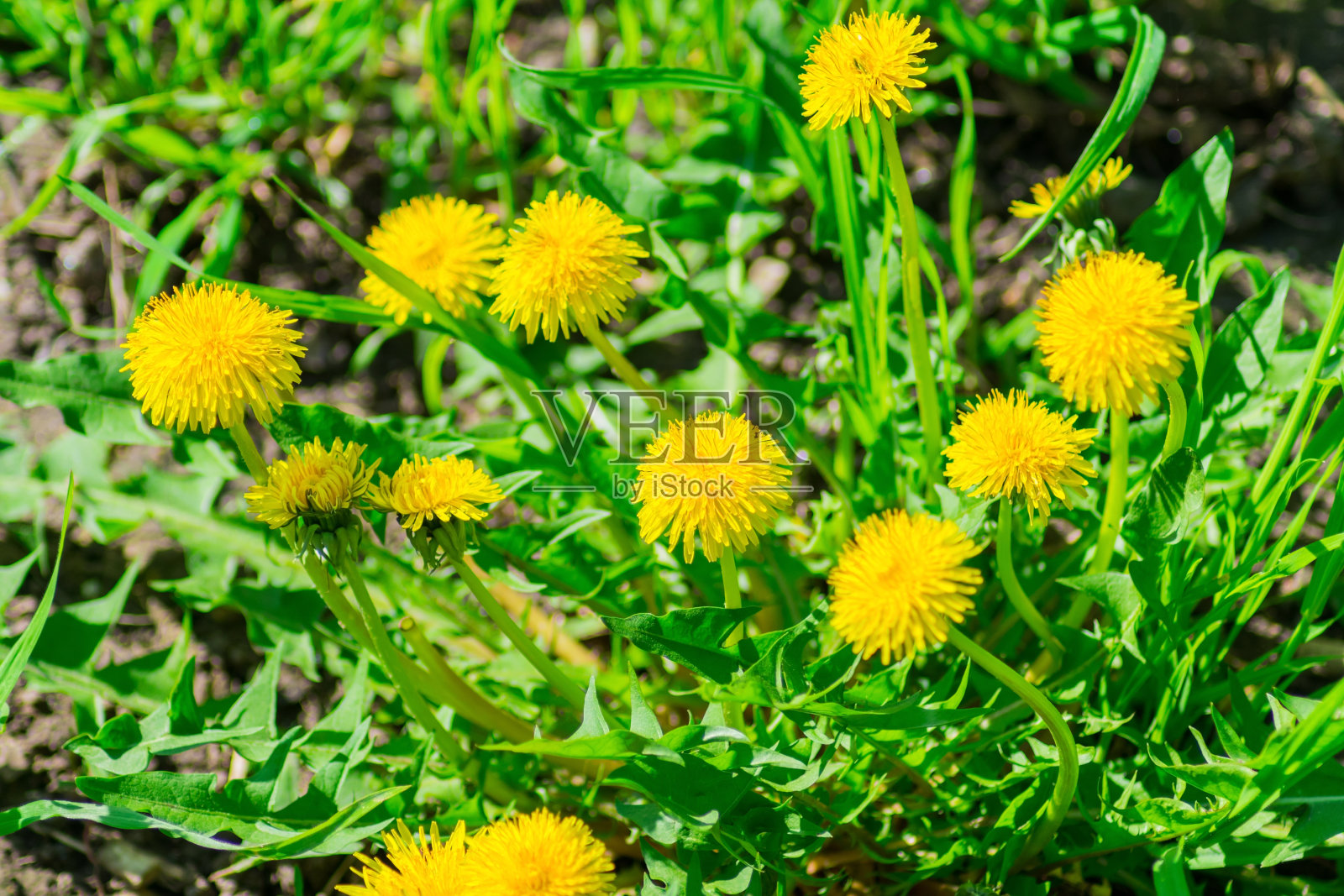 几朵花蕾呈黄色的花被明亮的阳光照射着照片摄影图片