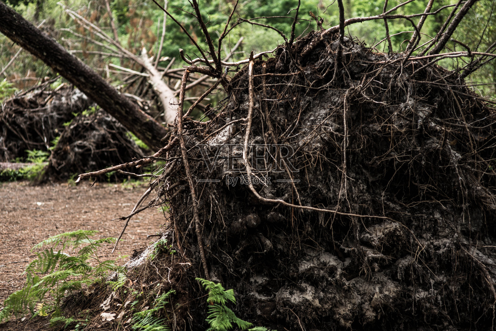 树被暴风雨连根拔起照片摄影图片
