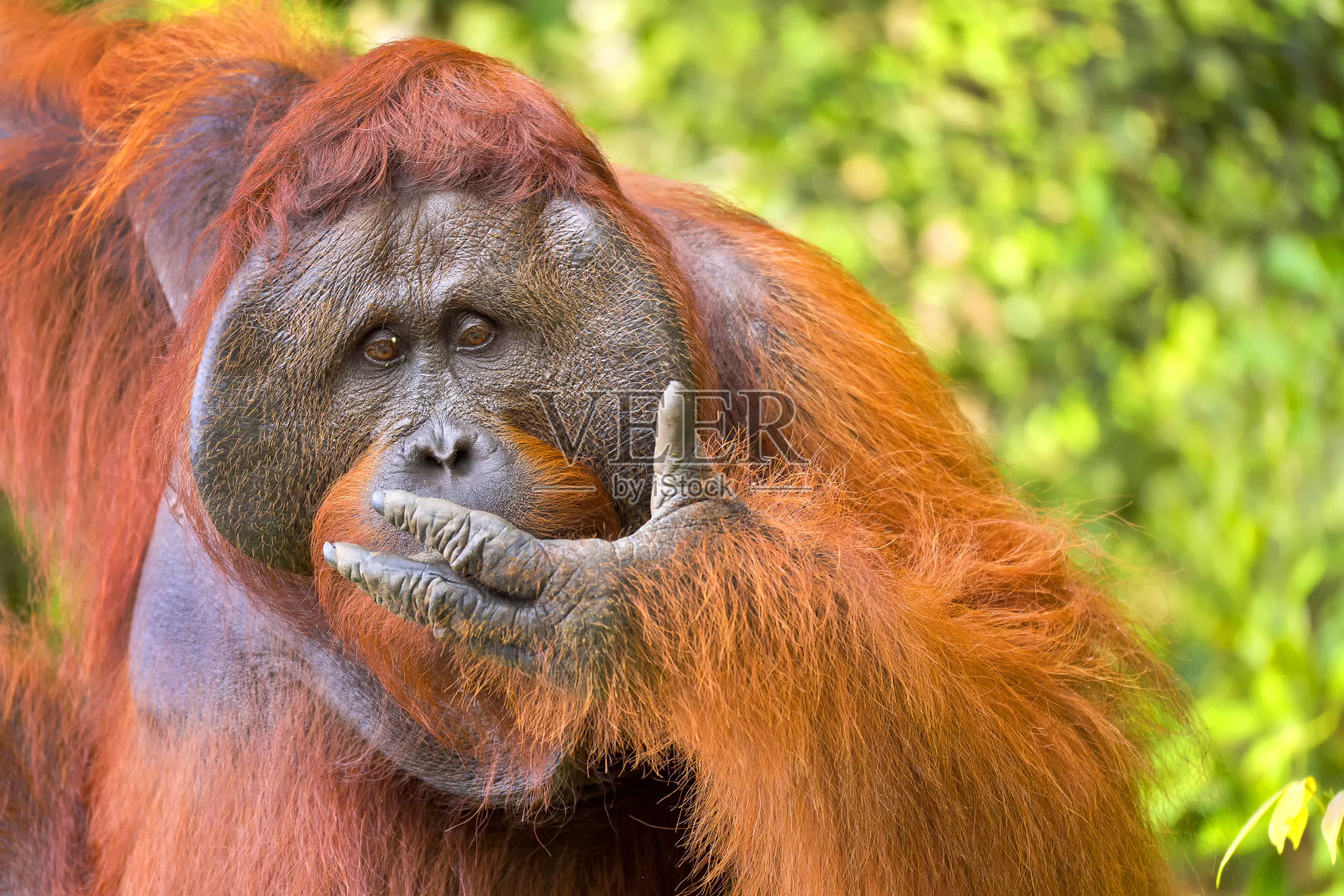 丹戎普丁国家公园的猩猩照片摄影图片