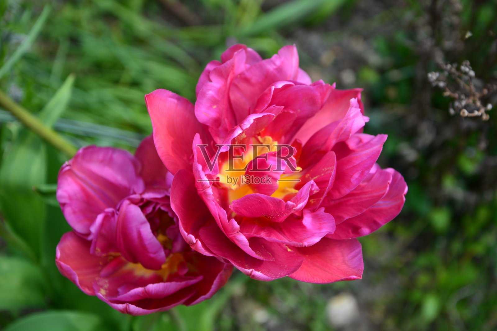 粉色郁金香照片摄影图片