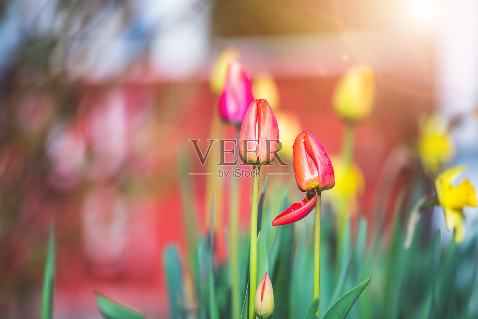 春天的花景:五彩缤纷的春天花，郁金香和水仙照片摄影图片