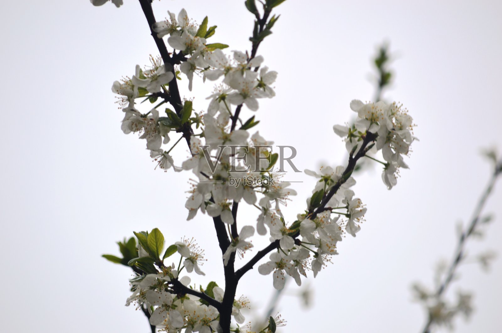 樱花盛开照片摄影图片