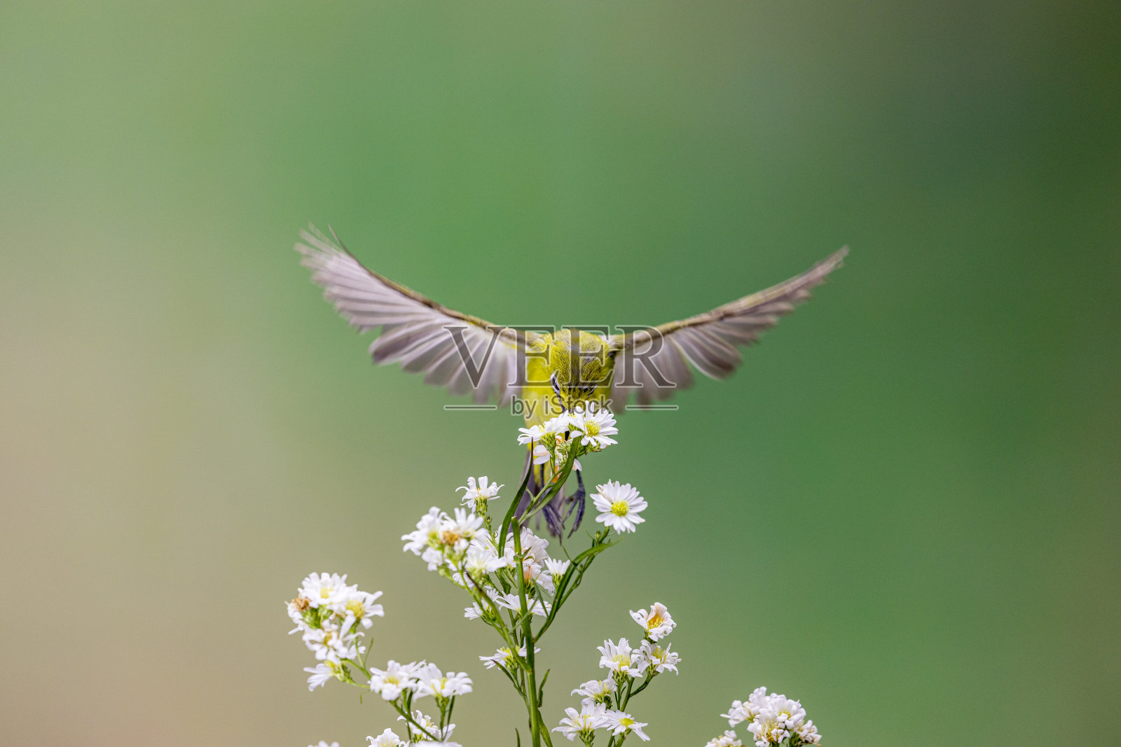 白鹭苍鹭野生动物飞鸟照片摄影图片