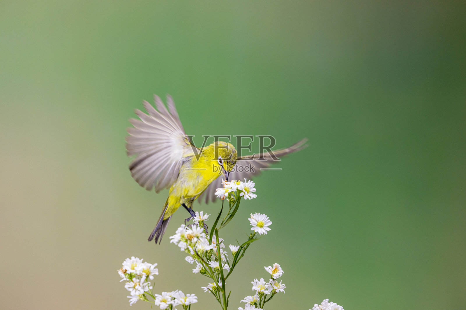 鸟栖息在花上的特写镜头照片摄影图片
