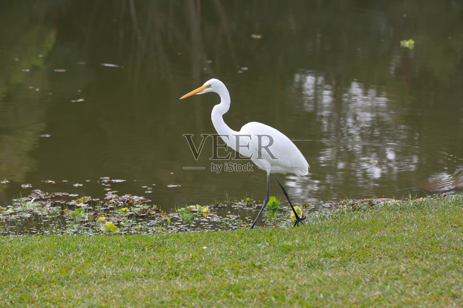 白鹭在湖边照片摄影图片